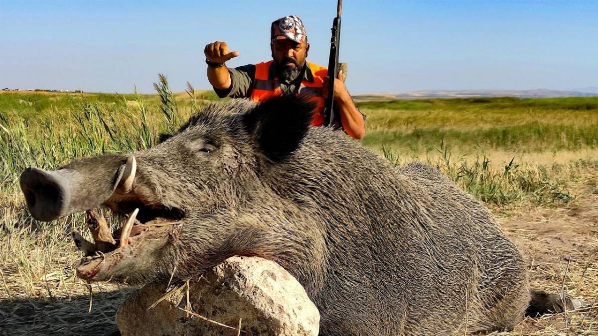 AV TURU (YABAN DOMUZU AVI )