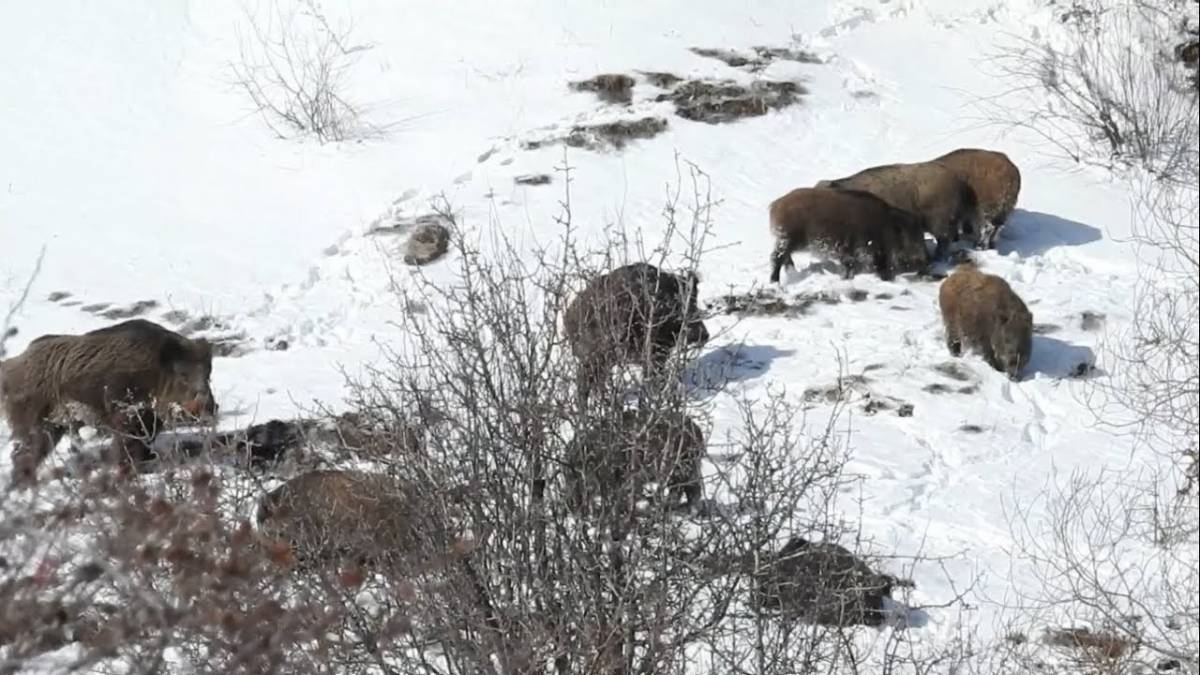 AV TURU (YABAN DOMUZU AVI )