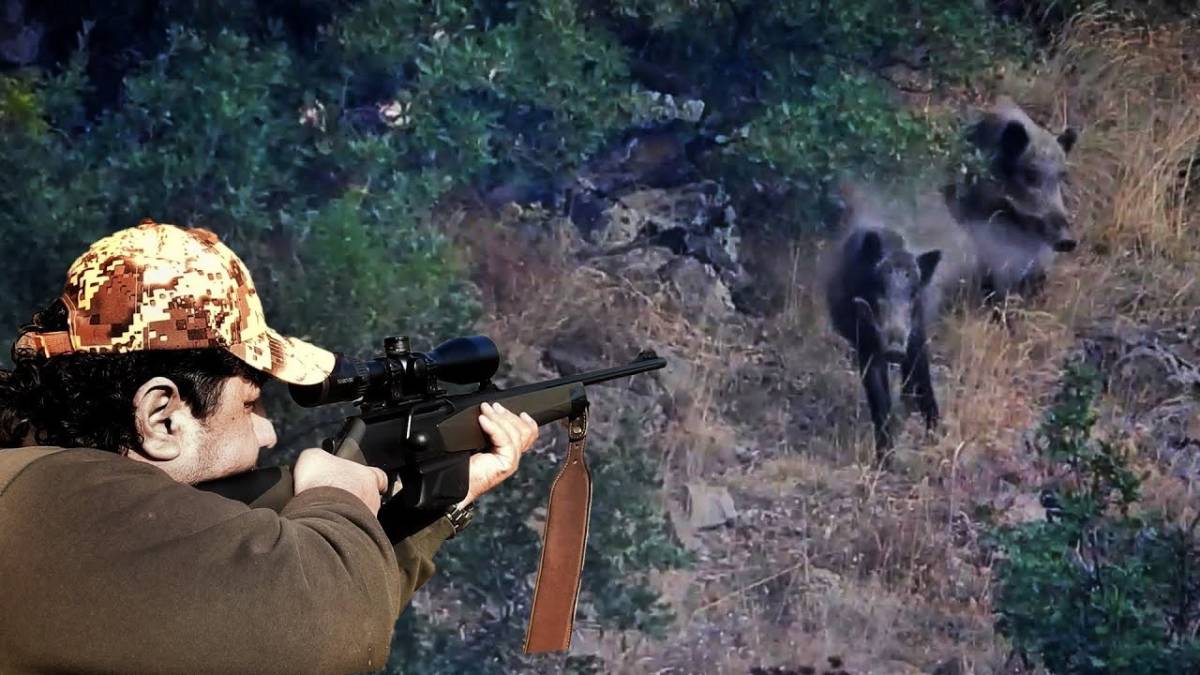 AV TURU (YABAN DOMUZU AVI )