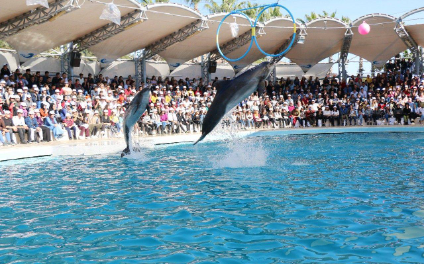 DOLPHING SHOW ,YUNUS GÖSTERİSİ , DENİZ ASLANI SHOWU